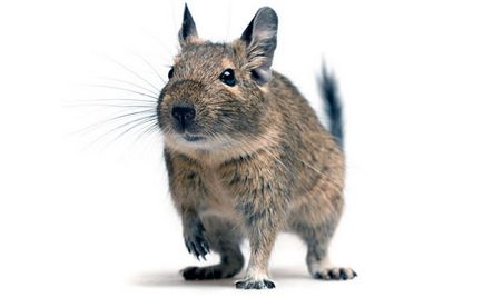 Squirrel degu - fotografie, descriere, conținut, hrană, cumpărare