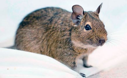 Squirrel degu - fotografie, descriere, conținut, hrană, cumpărare