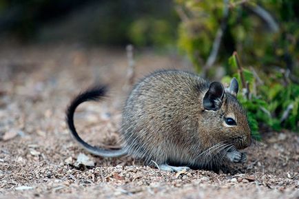 Squirrel degu - fotografie, descriere, conținut, hrană, cumpărare