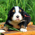 Bernese Mountain Dog Descrierea rasei de caini, natura, poze cu puii, video