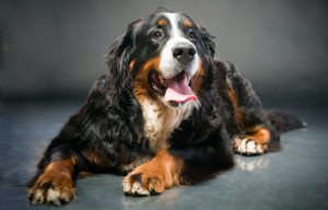 Bernese Mountain Dog Descrierea rasei de caini, natura, poze cu puii, video