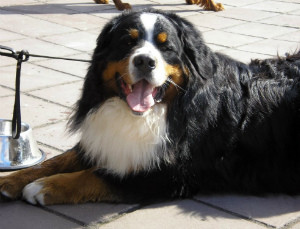 Bernese Mountain Dog Descrierea rasei de caini, natura, poze cu puii, video