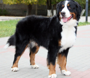 Bernese Mountain Dog Descrierea rasei de caini, natura, poze cu puii, video