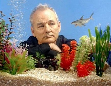 Білл мюррей (bill murray) біографія актора, фото, особисте життя