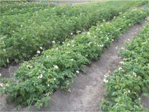 Nagy és kis titkait termelő növény a burgonya gumó kockázati szempontból gazdálkodás