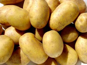 Великі і малі секрети отримання врожаю бульб картоплі в умовах ризикованого землеробства