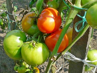 Боротьба з хворобами і шкідниками томатів (помідорів)