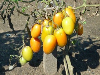 Боротьба з хворобами і шкідниками томатів (помідорів)