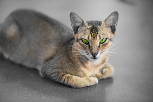 Цейлонська кішка (кішка шрі-ланки) - опис породи кішки фото, характер, розмір, догляд, ціна в