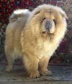 Chow-chow pui chow-chow kennel gammies exclusiv rasa câine show club pui chow-chow care