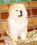 Chow-chow pui chow-chow kennel gammies exclusiv rasa câine show club pui chow-chow care