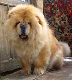 Chow-chow pui chow-chow kennel gammies exclusiv rasa câine show club pui chow-chow care