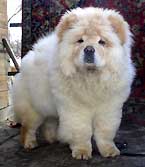 Chow-chow pui chow-chow kennel gammies exclusiv rasa câine show club pui chow-chow care