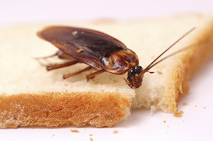 Mai mult decât gustul periculos de gândaci, poate un gândac să urce în urechea ta