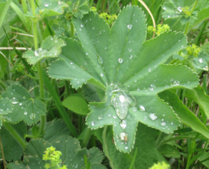 Odată cu manșeta obișnuită, medicul verde este util