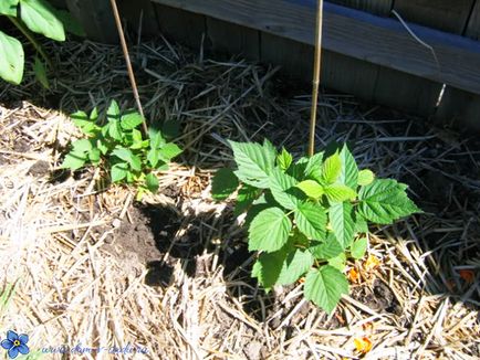 Mai degrabă să fertilizeze o zmeură în primăvară, o casă frumoasă și o grădină