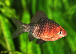 Чорний барбус - зміст і розведення акваріумної рибки, фото і відео, сумісність з
