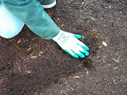 Usturoi tehnologia de creștere de iarnă, descrierea soiurilor de usturoi, îngrijire, pregătirea pentru plantare, planeta