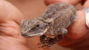 Ce trebuie să știți despre conținutul reptilelor