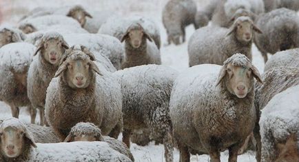 Mit kell tudni a téli és a táplálás a juhok, háziállatok