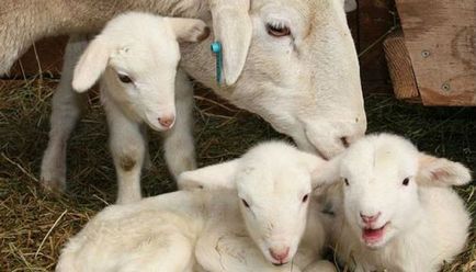 Що потрібно знати про зимове утримання і годівлі овець, домашні тварини