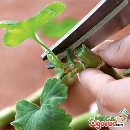Ce este descrierea, varietățile și tehnologia de cultivare a pelargoniului