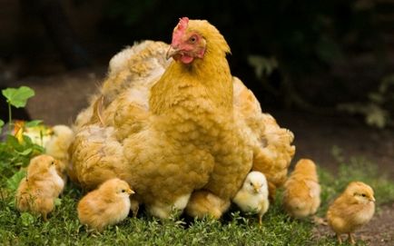 Amit nem tud a csirkék, kakasok és tyúkok, az újság „Azovi sztyeppén”