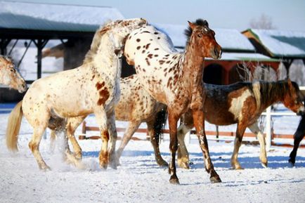 Чубаров кінь опис масті, характеристики, фото