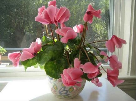 Цикламен - догляд в домашніх умовах, вирощування квітки, фото