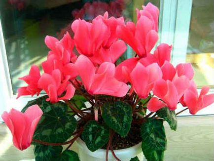 Cyclamen - îngrijirea la domiciliu, creșterea unei flori, fotografie