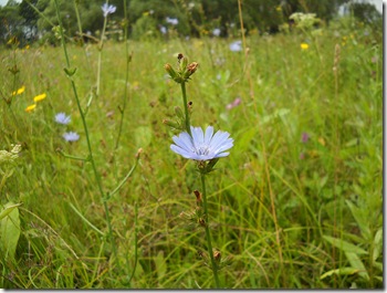 Cicoare proprietati utile, plante medicinale