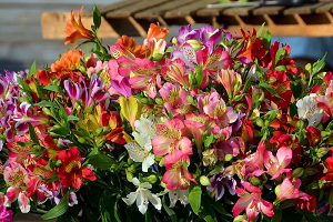 Alstroemeria flori fotografie, descriere, soiuri, fapte interesante și secrete de cultivare