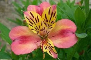 Alstroemeria flori fotografie, descriere, soiuri, fapte interesante și secrete de cultivare