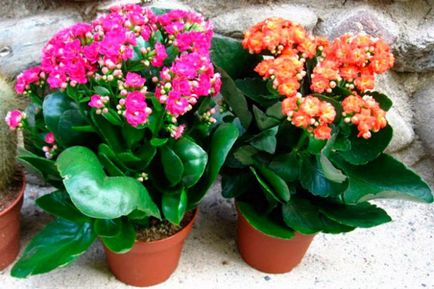 Квіти для дитячої кімнати, рослини які безпечні для дітей