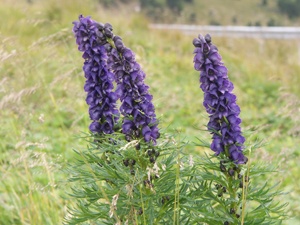 Aconită de flori (luptător) - plantare, cultivare și îngrijire