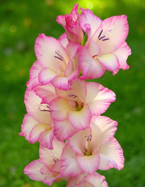 Virág Gladiola eredetét és leírását felkészülés ültető hagymák