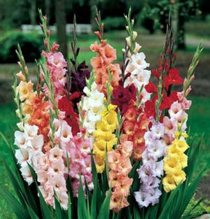 Flower gladiolus originea și descrierea acesteia, pregătirea bulbilor pentru plantare
