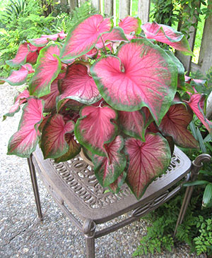 Caladium Flower - îngrijire la domiciliu, fotografie, video