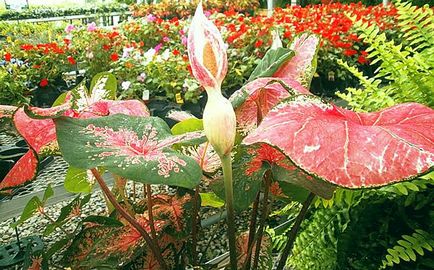 Caladium Flower - îngrijire la domiciliu, fotografie, video