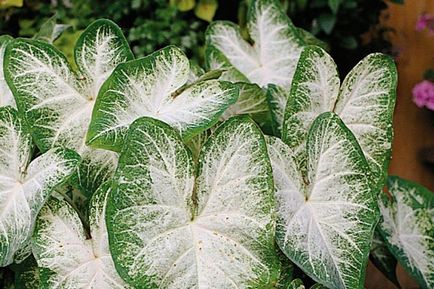 Caladium Flower - îngrijire la domiciliu, fotografie, video