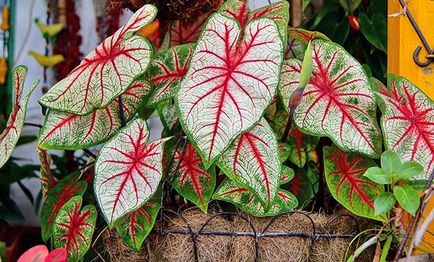 Caladium Flower - îngrijire la domiciliu, fotografie, video