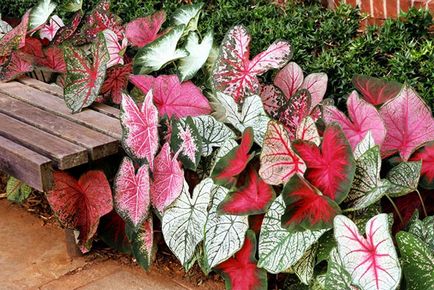 Caladium Flower - îngrijire la domiciliu, fotografie, video