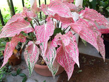 Caladium Flower - îngrijire la domiciliu, fotografie, video