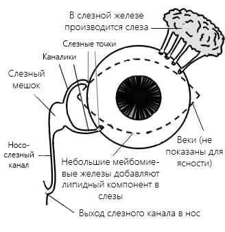 Dacryocystitis - inflamația ductului lacrimal - simptome și tratament