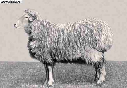 Degeres Sheep Encyclopedia BSE