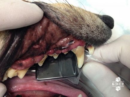 Radiografia dentara a cainilor si pisicilor, clinica veterinara din Novosibirsk