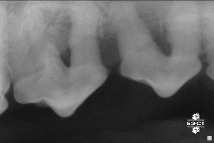 Radiografia dentara a cainilor si pisicilor, clinica veterinara din Novosibirsk