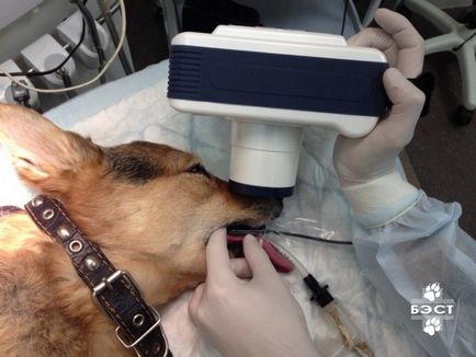 Дентальная рентгенографія собак і кішок, ветеринарна клініка бест в Новосибірську