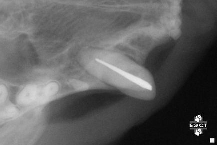 Radiografia dentara a cainilor si pisicilor, clinica veterinara din Novosibirsk