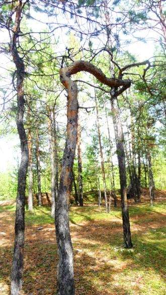 Arbori mutante Maganskogo tract (15 fotografii)